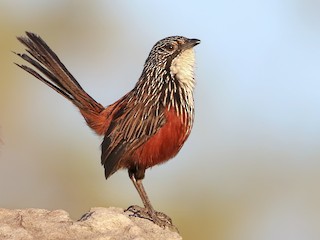 เพศเมีย - Joshua Bergmark | Ornis Birding Expeditions - ML267194041