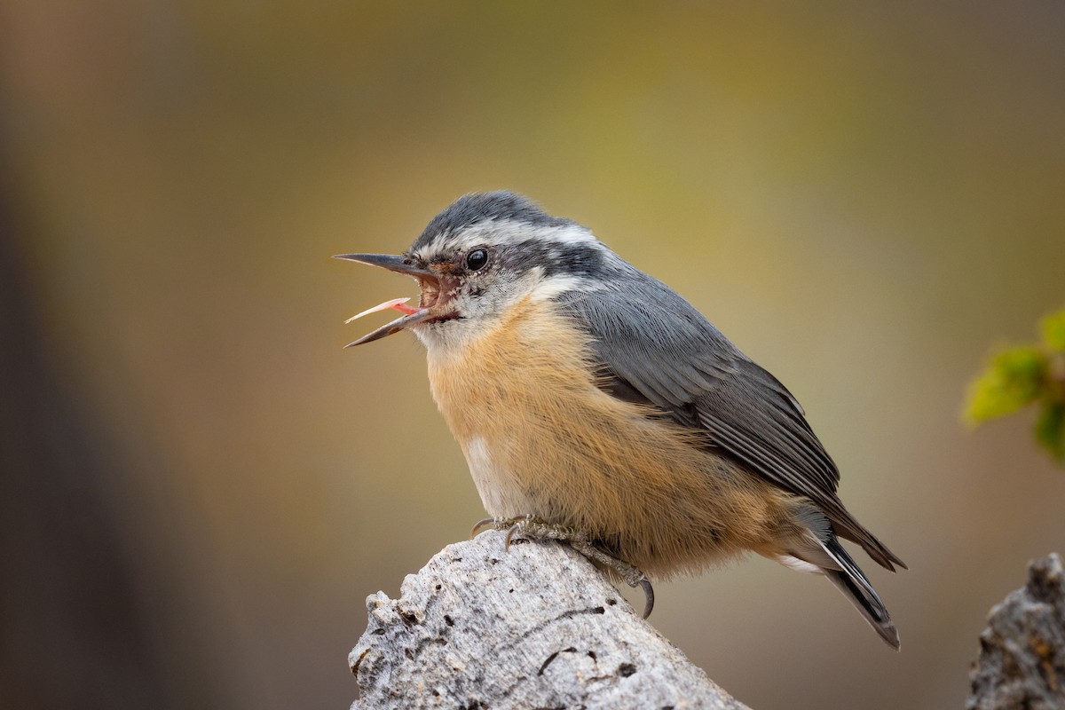Red-breasted Nuthatch - ML267198251