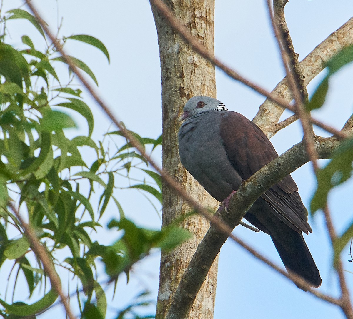 Nilgiri Wood-Pigeon - ML267206191