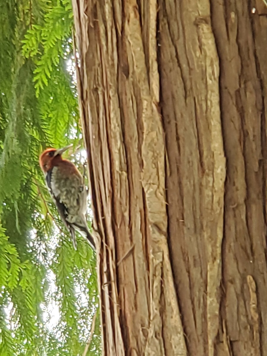 Red-breasted Sapsucker - ML267208351