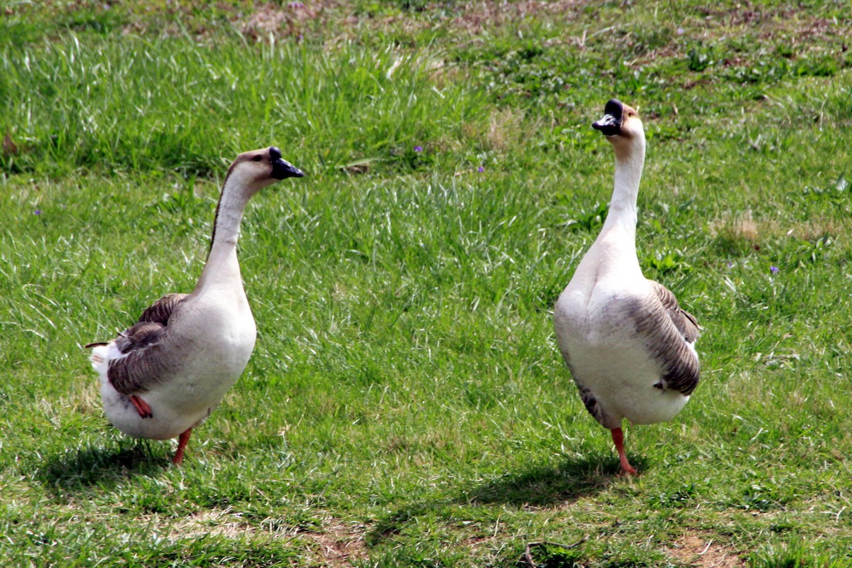 Swan Goose (Domestic type) - ML26721081