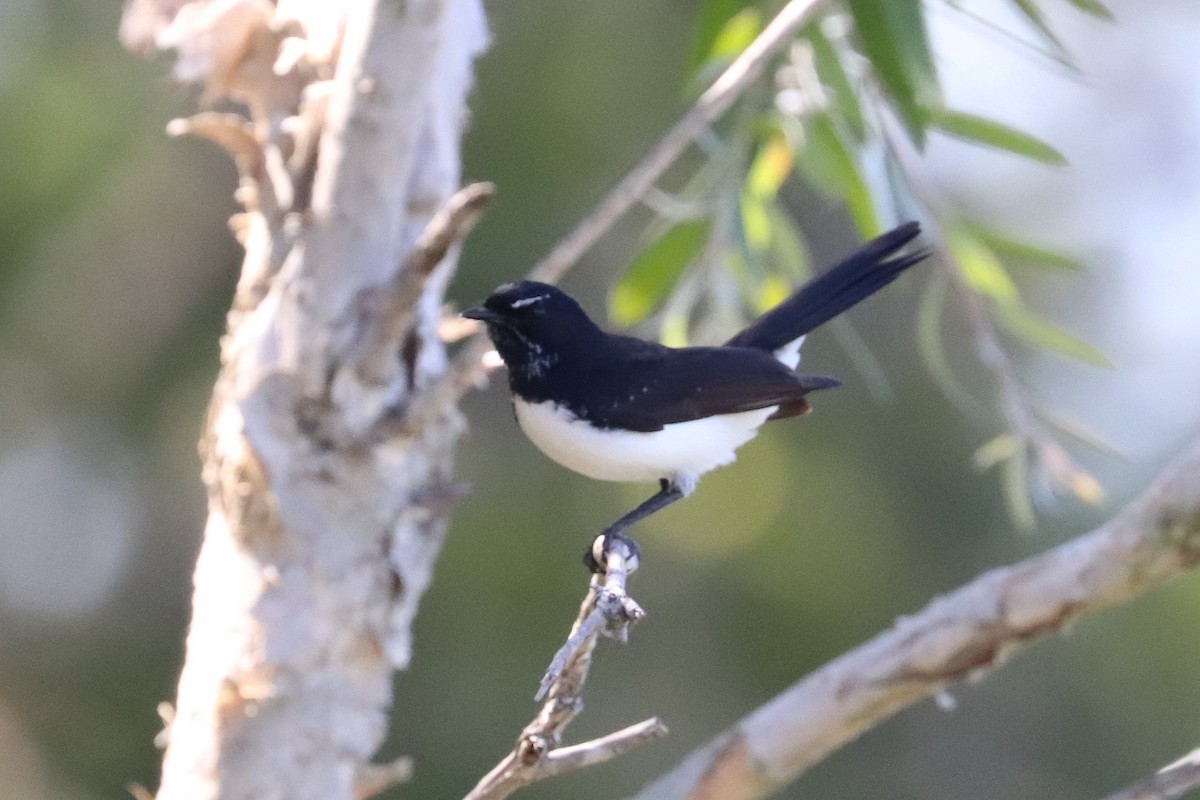 Willie-wagtail - ML267213211