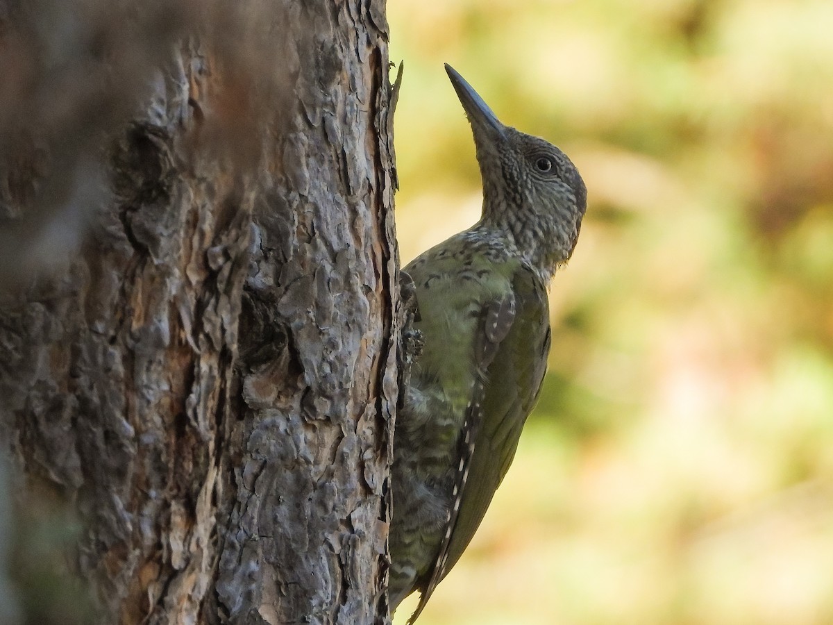 Eurasian Green Woodpecker - Aras Metin
