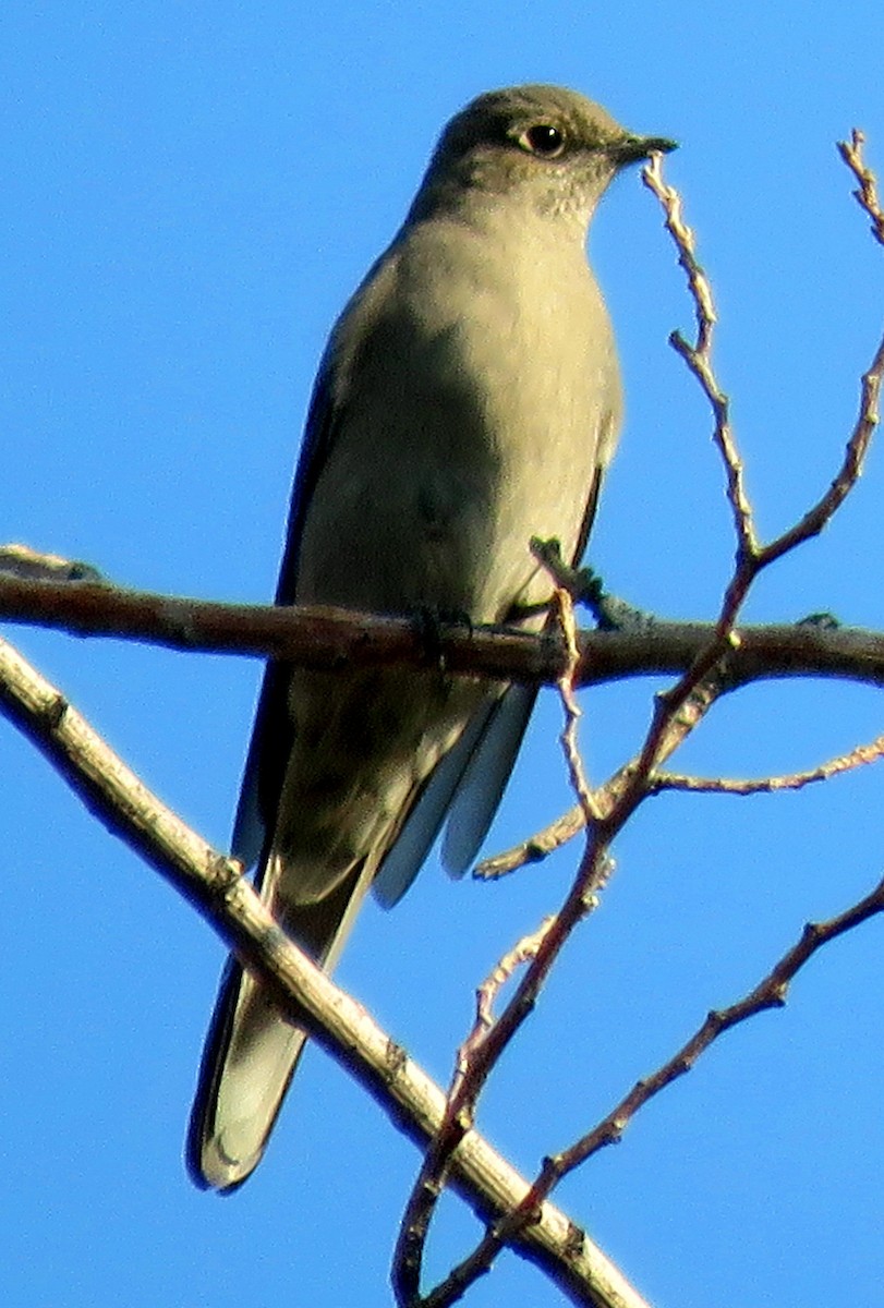 Townsend's Solitaire - ML267216721