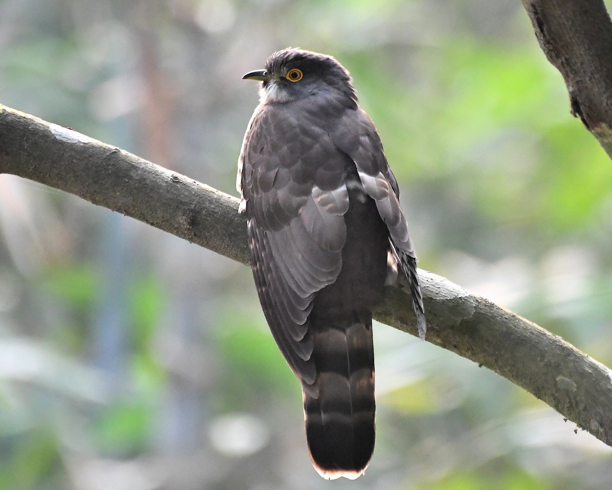 Hodgson's Hawk-Cuckoo - Narender Khaira