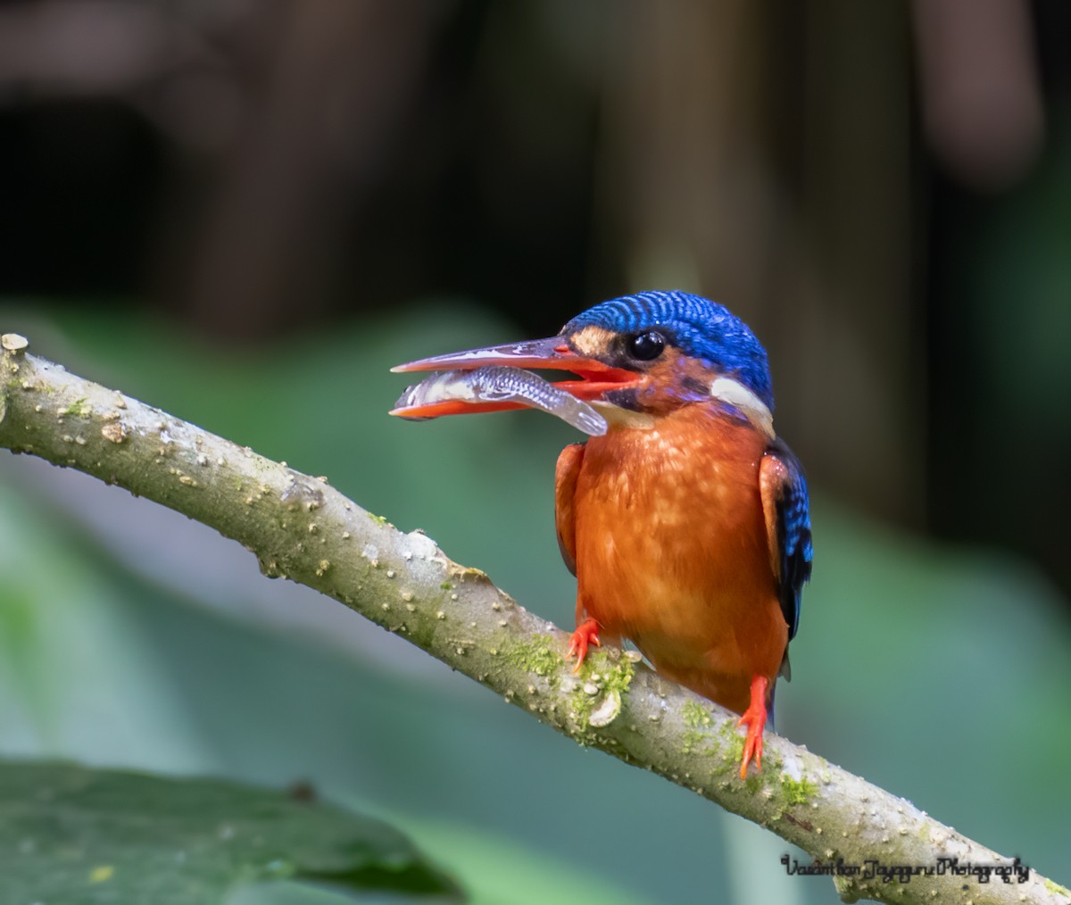 Blue-eared Kingfisher - Vasanthan jayaguru