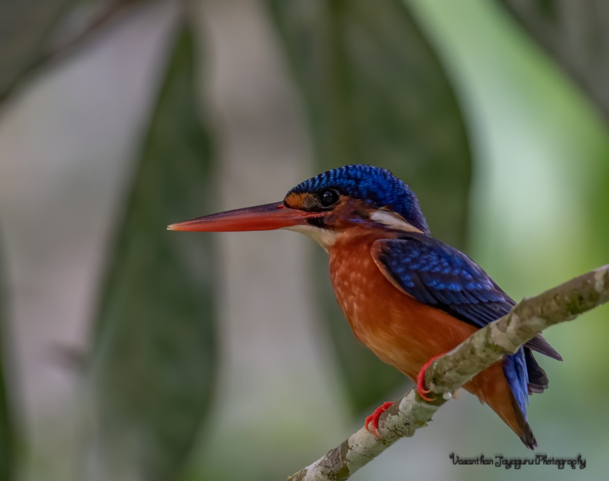 Blue-eared Kingfisher - ML267220101