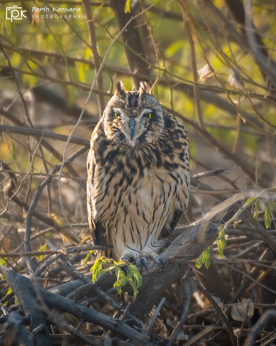 Short-eared Owl - Parth Kansara