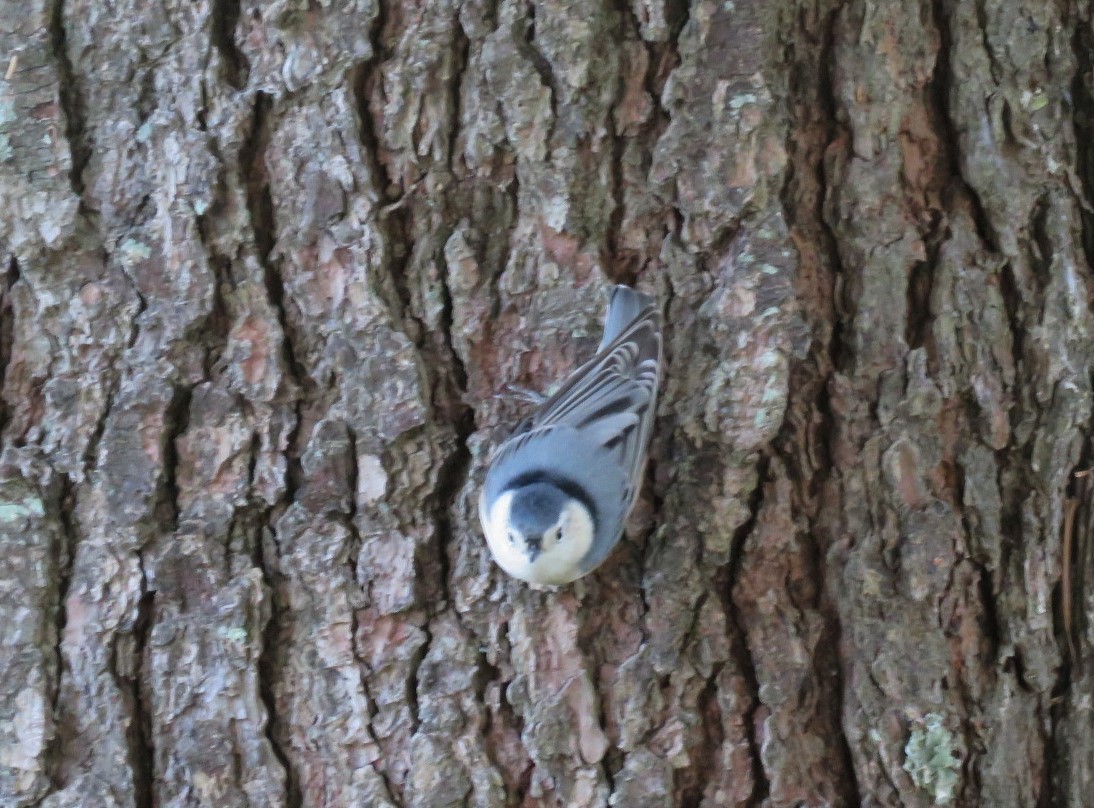 White-breasted Nuthatch - ML267222981
