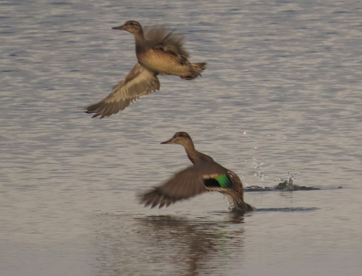 Green-winged Teal - ML267226851