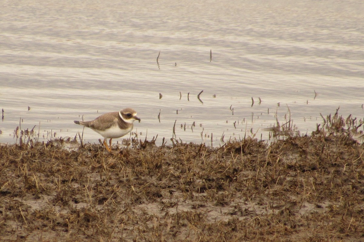 Common Ringed Plover - ML267227091