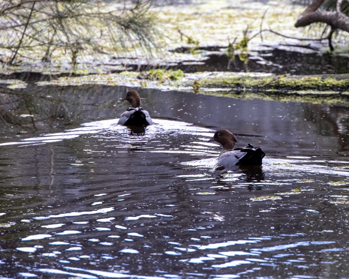 eBird Checklist - 1 Oct 2020 - Muddy Lake, Dora Creek - 12 species