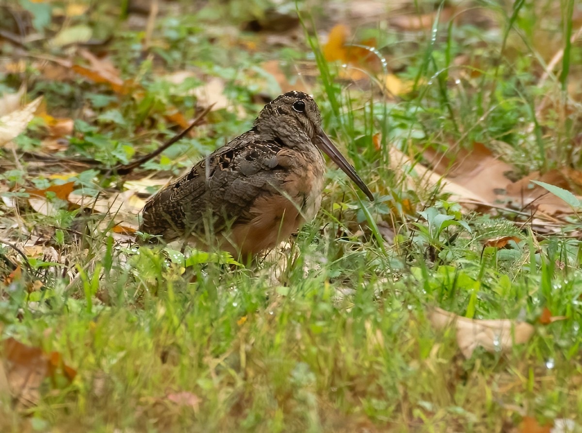 American Woodcock - Marianne Taylor