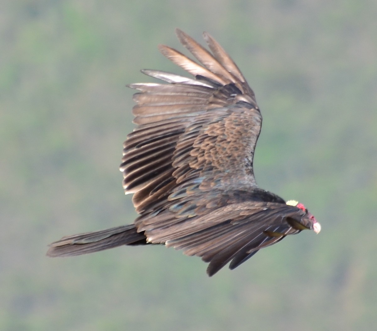 Turkey Vulture - Clayton Burne