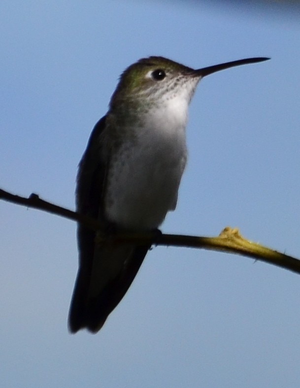 White-bellied Hummingbird - ML267235171