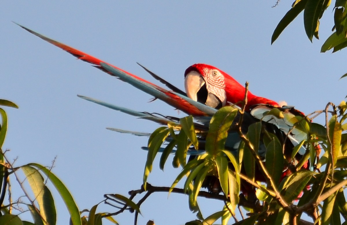 Red-and-green Macaw - Clayton Burne