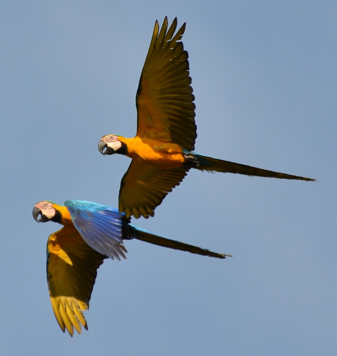 Blue-and-yellow Macaw - Clayton Burne