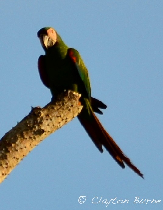 Chestnut-fronted Macaw - Clayton Burne