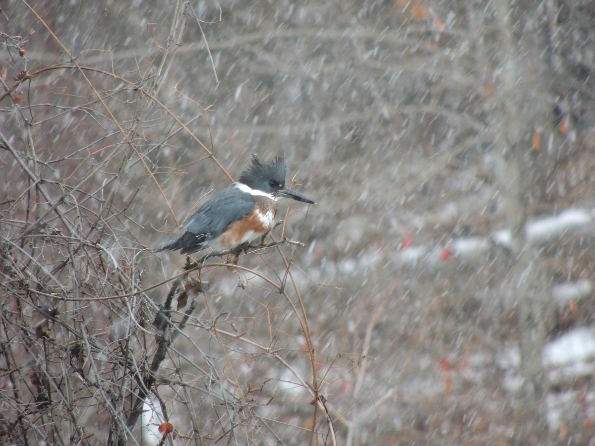 Belted Kingfisher - ML26724391