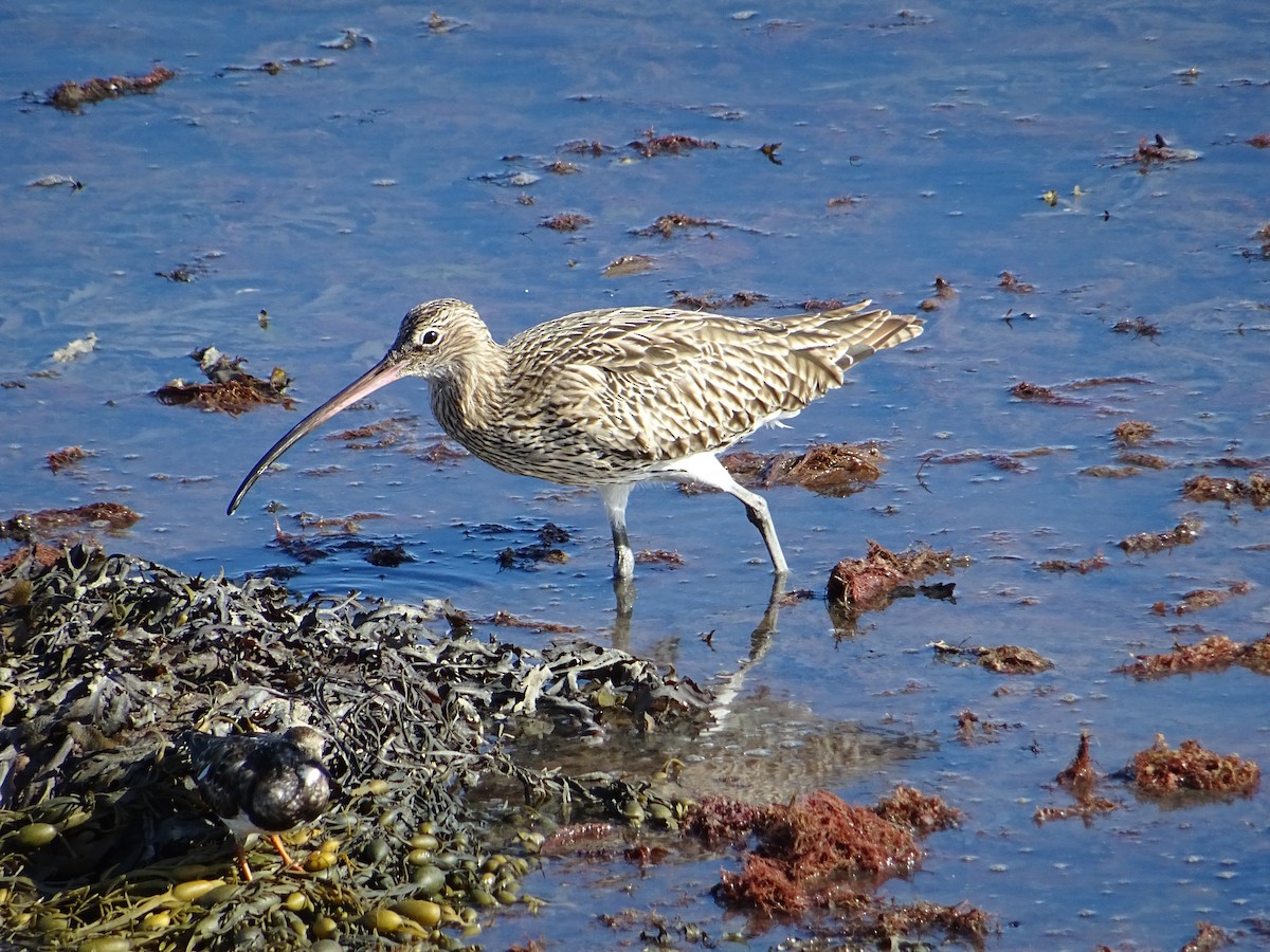 Eurasian Curlew - James Court
