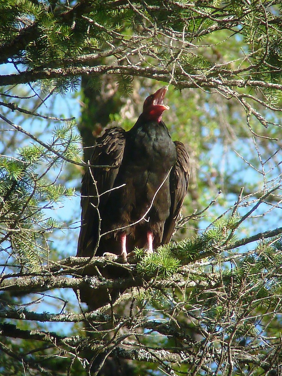Turkey Vulture - ML26724861