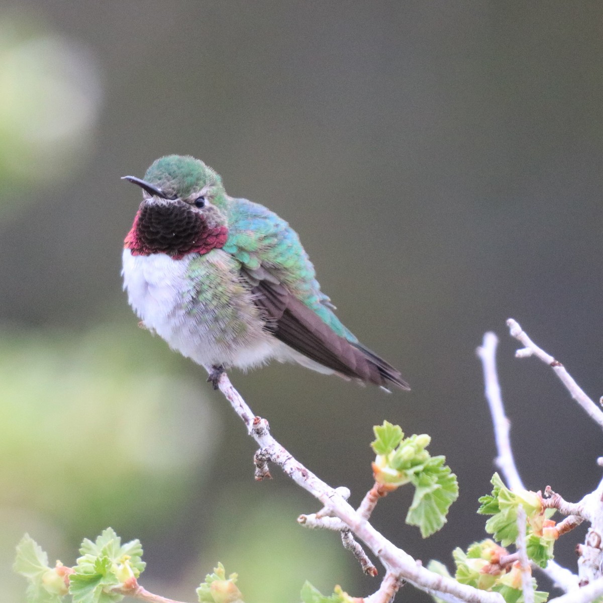 Broad-tailed Hummingbird - ML267254351