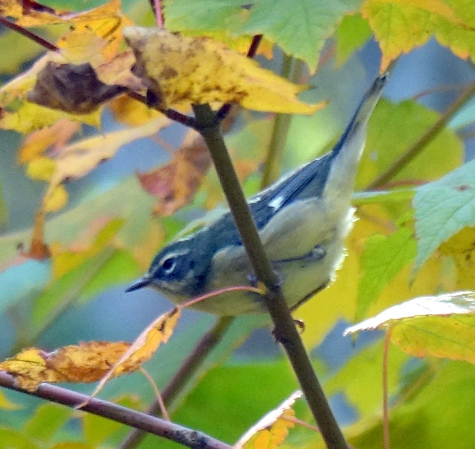 Black-throated Blue Warbler - Mario Poirier