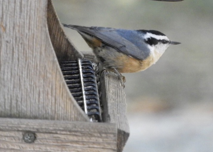 Red-breasted Nuthatch - ML267260641