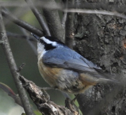 Red-breasted Nuthatch - ML267260981