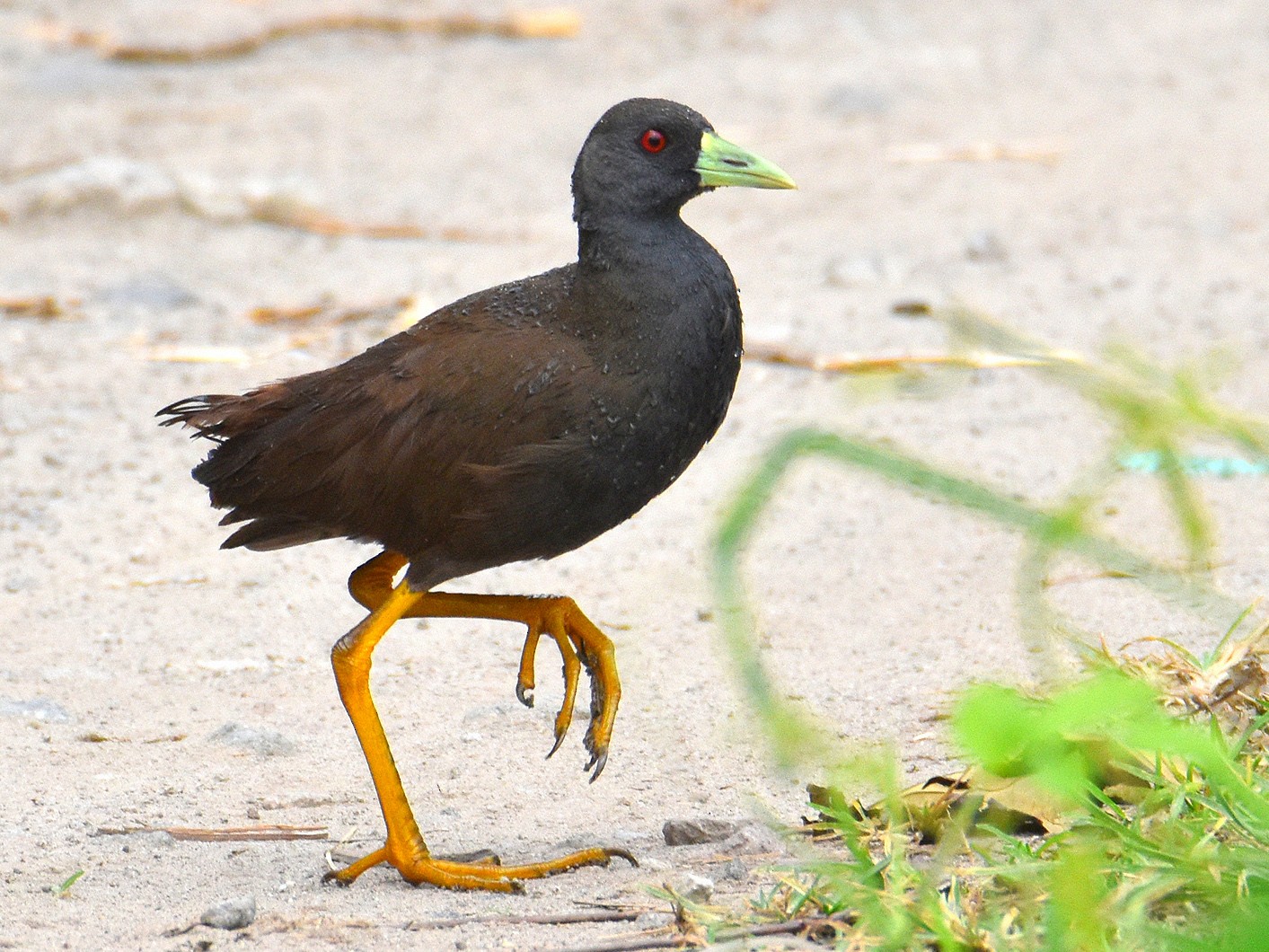 Plain Bushhen eBird
