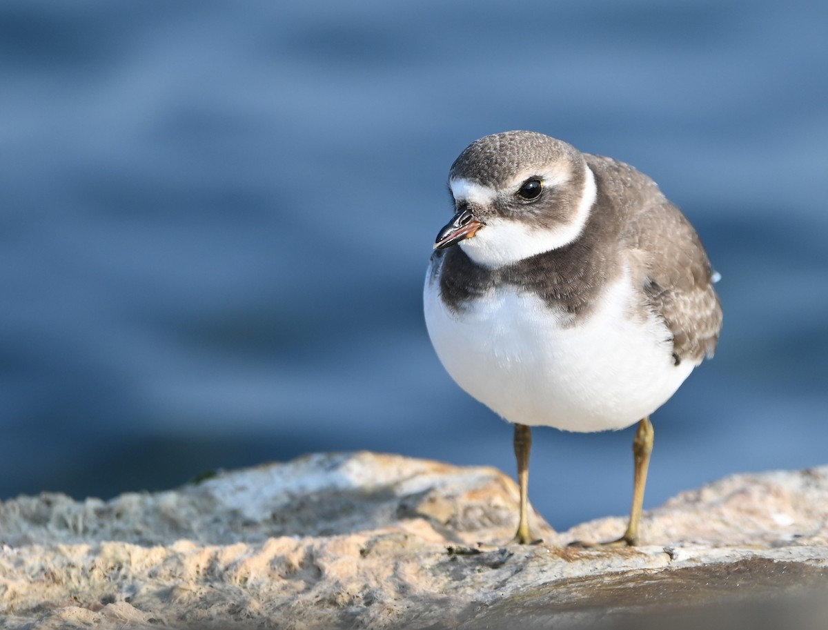 Semipalmated Plover - ML267263041