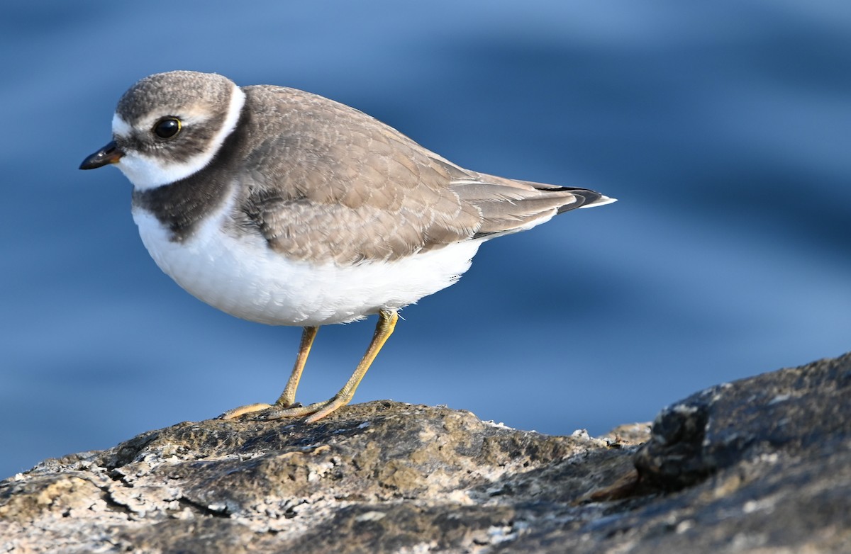 Semipalmated Plover - ML267263051