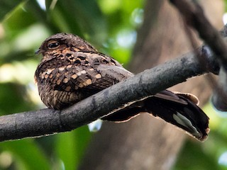 Philippine Nightjar - eBird