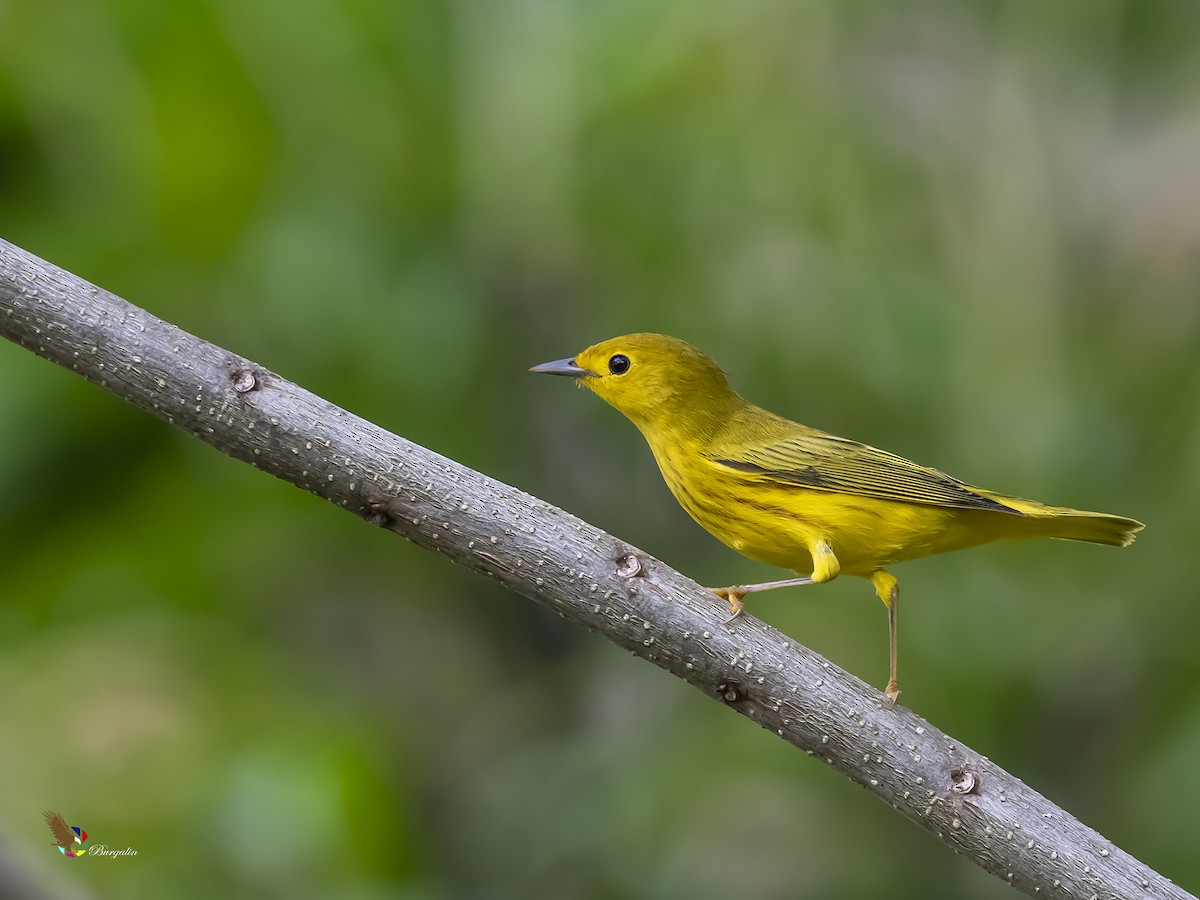 Yellow Warbler - fernando Burgalin Sequeria