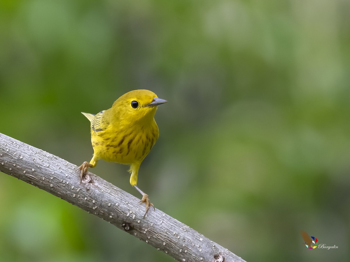 Yellow Warbler - fernando Burgalin Sequeria