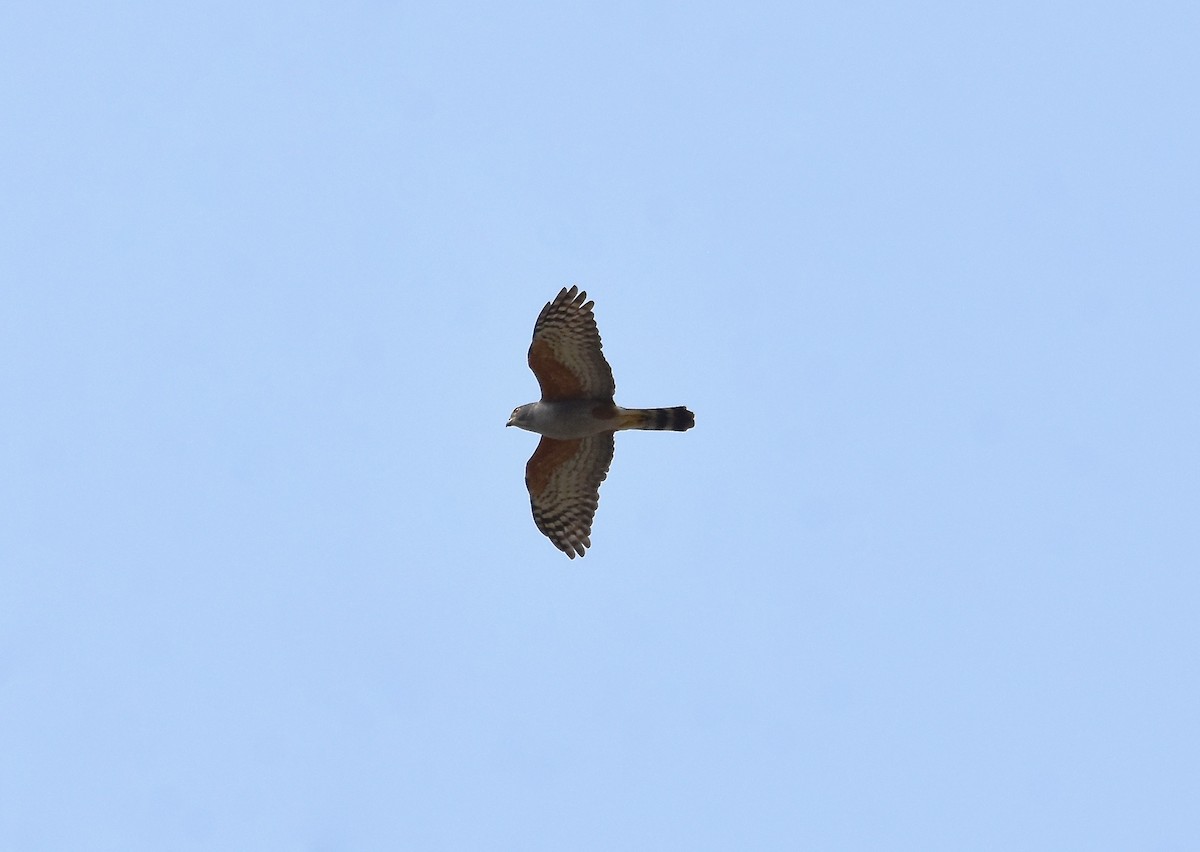 Rufous-thighed Kite - ML267266391