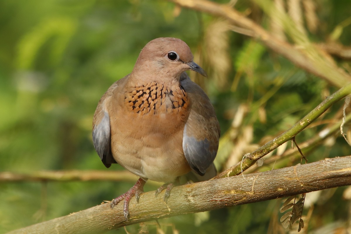 Laughing Dove - ML267269461