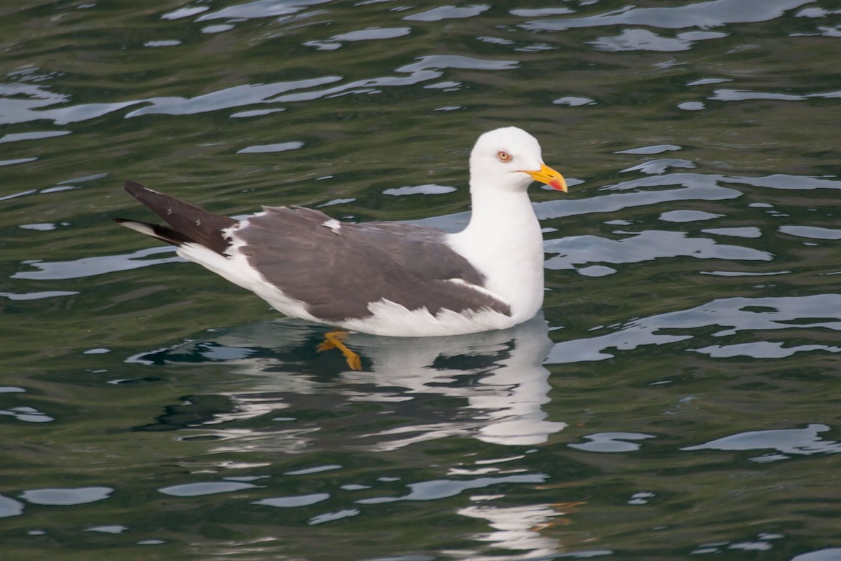 Lesser Black-backed Gull - Arthur Grosset