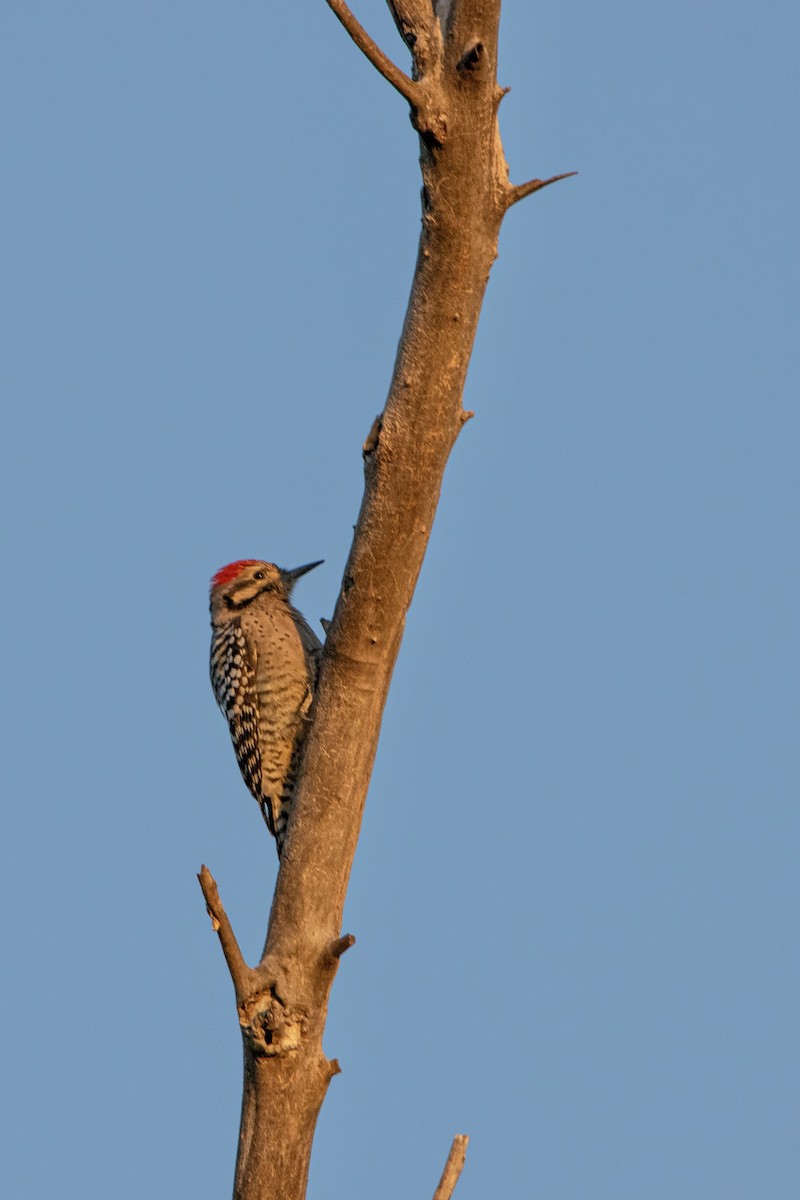 Ladder-backed Woodpecker - ML267283571