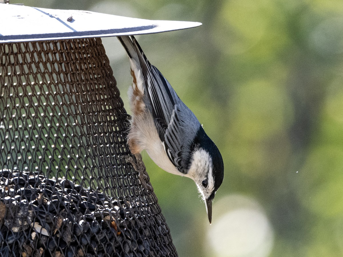 White-breasted Nuthatch - Clark Johnson