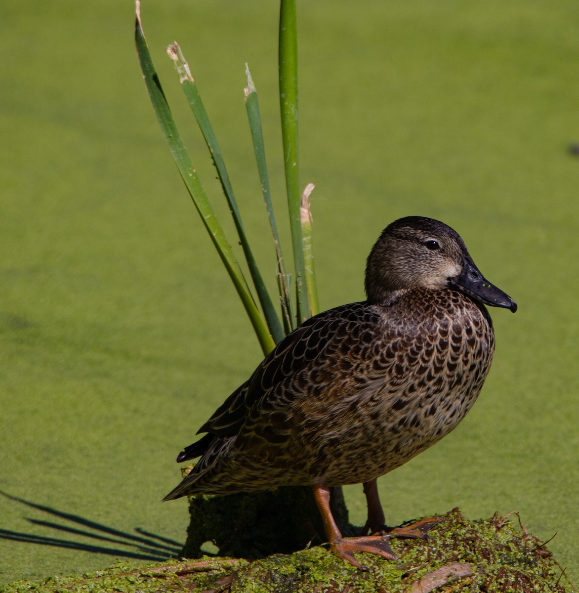 Blue-winged Teal - ML267288121
