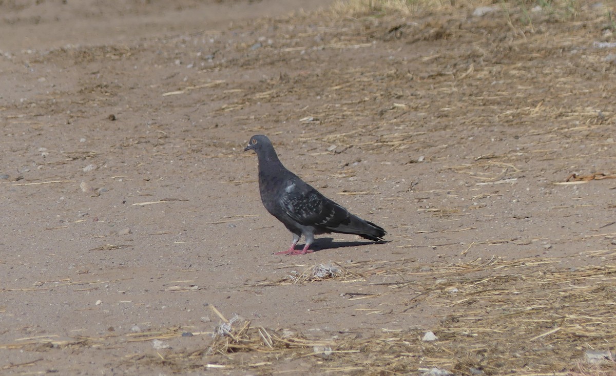 Rock Pigeon (Feral Pigeon) - Carlos Gonzalez