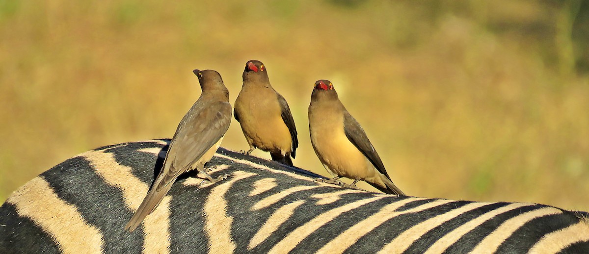 Red-billed Oxpecker - ML267306621