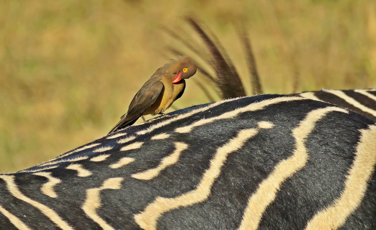 Red-billed Oxpecker - ML267306691
