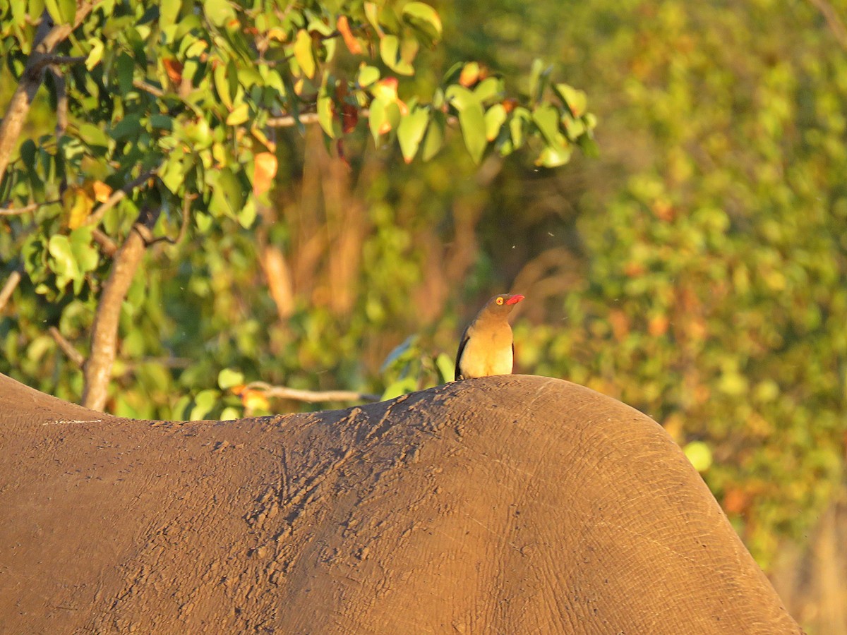 Red-billed Oxpecker - ML267306711