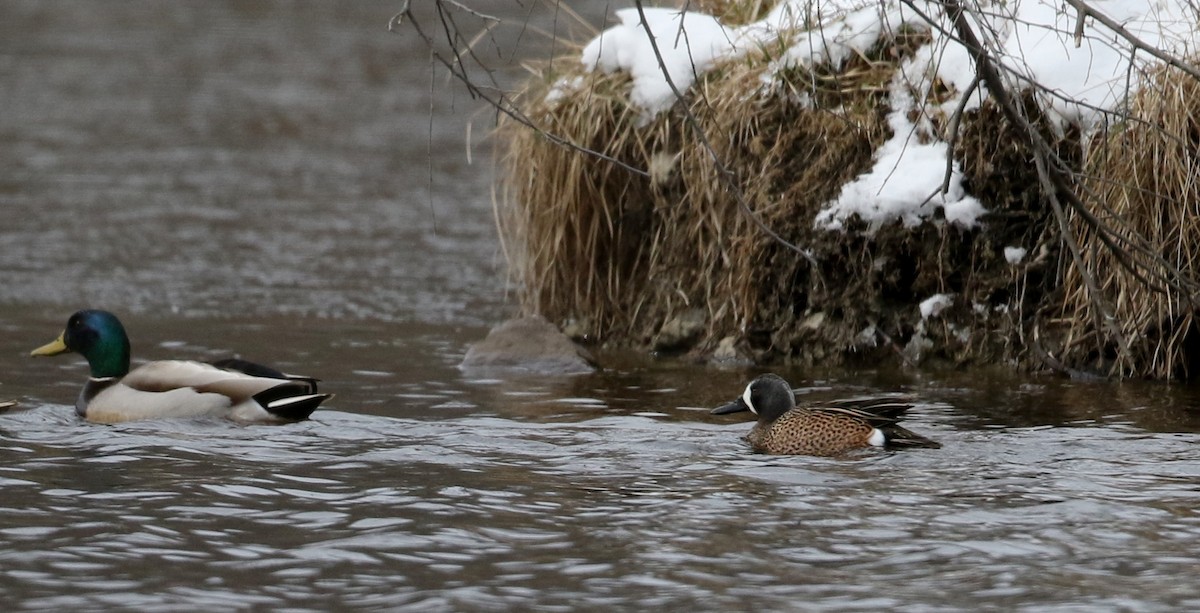 Blue-winged Teal - ML26730741
