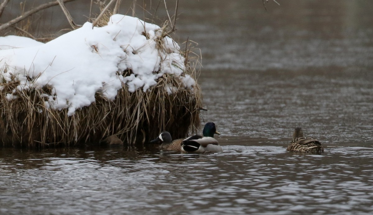 Blue-winged Teal - ML26730761