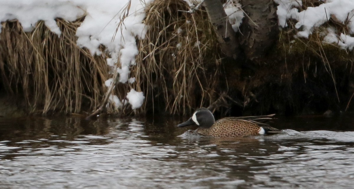 Blue-winged Teal - ML26730781