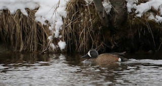 Blue-winged Teal, ML26730781