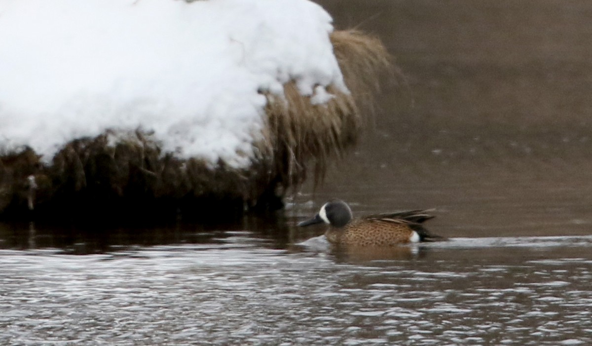 Blue-winged Teal - ML26730801